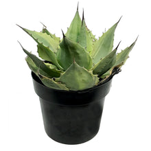 Load image into Gallery viewer, Agave, 10in, Variegated Orca