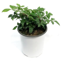 Load image into Gallery viewer, Astilbe, 1 gal, Red Drumset