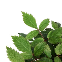 Load image into Gallery viewer, Astilbe, 1 gal, Red Drumset