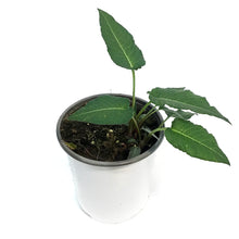 Load image into Gallery viewer, Persicaria, 1Gal, Bonfire