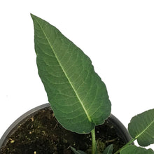 Load image into Gallery viewer, Persicaria, 1Gal, Bonfire