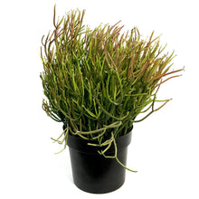 Load image into Gallery viewer, Succulent, 10in, Euphorbia Firesticks