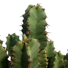 Load image into Gallery viewer, Cactus 10in, Moroccan Mound