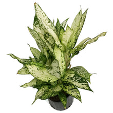 Load image into Gallery viewer, Dieffenbachia, 10in, Starbright