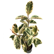Load image into Gallery viewer, Ficus, 10in, Tineke Twist