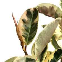 Load image into Gallery viewer, Ficus, 10in, Tineke Twist