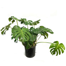 Load image into Gallery viewer, Monstera, 12in, Deliciosa