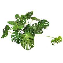 Load image into Gallery viewer, Monstera, 12in, Deliciosa
