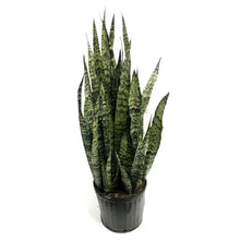 Load image into Gallery viewer, Sansevieria, 12in, Zeylanica