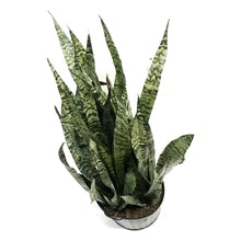 Load image into Gallery viewer, Sansevieria, 12in, Zeylanica