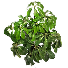 Load image into Gallery viewer, Schefflera, 12in, Amate