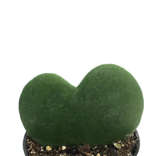 Load image into Gallery viewer, Hoya, 2.5in, Kerrii