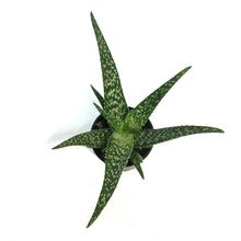 Load image into Gallery viewer, Aloe Vera, 4in, Tropical White