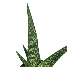 Load image into Gallery viewer, Aloe Vera, 4in, Tropical White