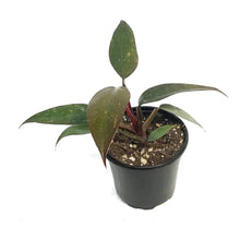 Load image into Gallery viewer, Philodendron, 4in, Orange Princess