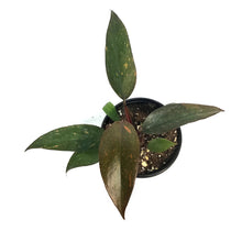 Load image into Gallery viewer, Philodendron, 4in, Orange Princess