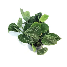 Load image into Gallery viewer, Scindapsus, 4in, Pictus