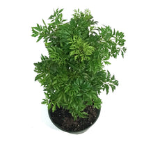 Load image into Gallery viewer, Aralia, 6in, Ming