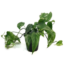 Load image into Gallery viewer, Monstera, 6in, Lechleriana