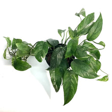 Load image into Gallery viewer, Monstera, 6in, Lechleriana