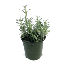 Load image into Gallery viewer, Lavender, 4in, English