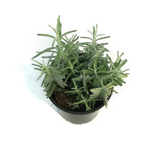 Load image into Gallery viewer, Lavender, 4in, English