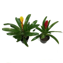 Load image into Gallery viewer, Bromeliad, 5in, Vriesea