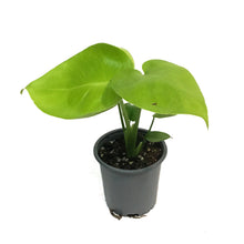Load image into Gallery viewer, Monstera, 4in, Deliciosa Super Golden