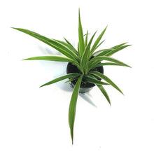 Load image into Gallery viewer, Spider Plant, 3.5in, Reversed Variegated