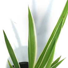 Load image into Gallery viewer, Spider Plant, 3.5in, Reversed Variegated