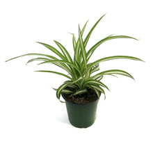 Load image into Gallery viewer, Spider Plant, 3.5in, Variegated