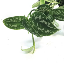 Load image into Gallery viewer, Pothos, 6in HB, Silver Satin