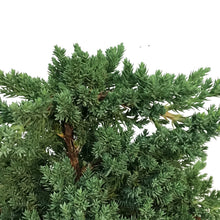 Load image into Gallery viewer, Bonsai, 7in, Juniper in Clay Pot