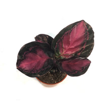 Load image into Gallery viewer, Calathea, 2.5in, Crimson