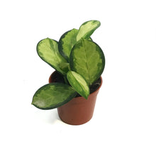 Load image into Gallery viewer, Hoya, 2.5in, Australis Lisa