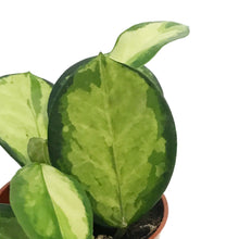 Load image into Gallery viewer, Hoya, 2.5in, Australis Lisa