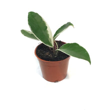 Load image into Gallery viewer, Hoya, 2.5in, Crimson Queen