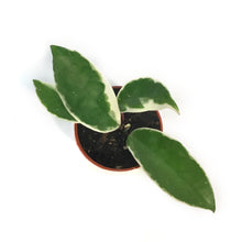 Load image into Gallery viewer, Hoya, 2.5in, Crimson Queen