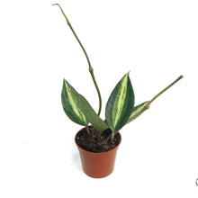 Load image into Gallery viewer, Hoya, 2.5in, Macrophylla Pot Of Gold