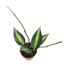 Load image into Gallery viewer, Hoya, 2.5in, Macrophylla Pot Of Gold