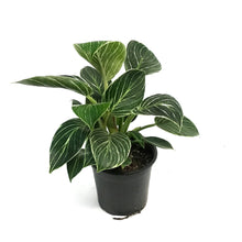 Load image into Gallery viewer, Philodendron, 4in, Birkin White