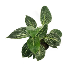 Load image into Gallery viewer, Philodendron, 4in, Birkin White