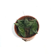Load image into Gallery viewer, Sansevieria, 2.5in, Dwarf Boncel