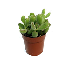 Load image into Gallery viewer, Succulent, 3in, Cotyledon Bear's Paw