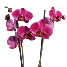 Load image into Gallery viewer, Orchid, 5in,Phal W/ Colorful Ceramic Pot