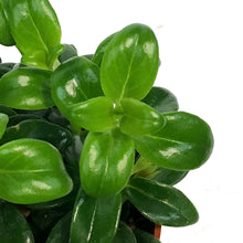 Load image into Gallery viewer, Goldfish Plant, 4in, Christmas Holly