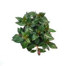 Load image into Gallery viewer, Goldfish Plant, 4in, Shady Ladies Mae
