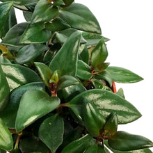 Load image into Gallery viewer, Goldfish Plant, 4in, Shady Ladies Mae