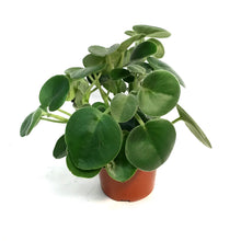 Load image into Gallery viewer, Peperomia, 4in, Felted