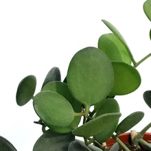 Load image into Gallery viewer, Silver Dollar Vine, 4in